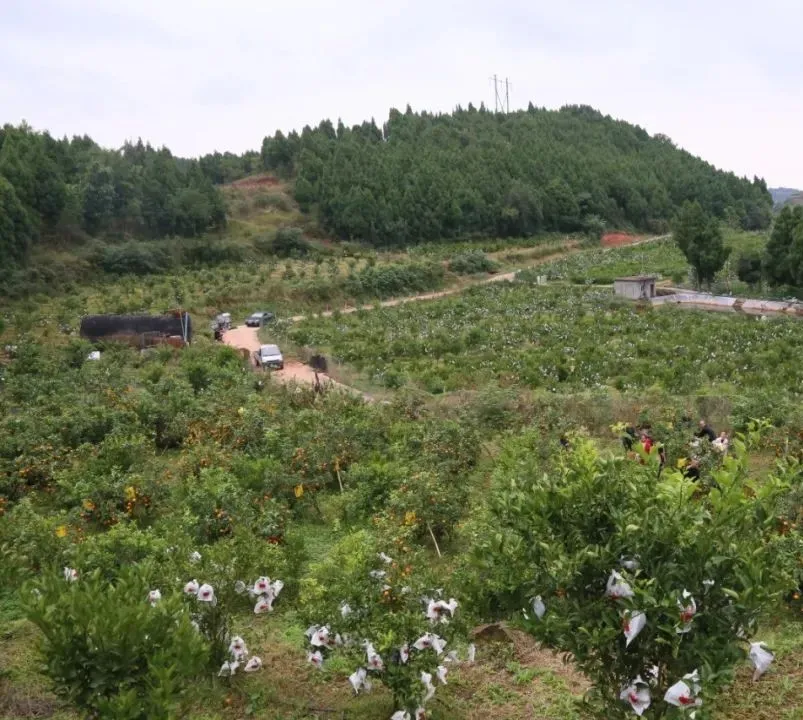 乡村行·看振兴｜广东连山：“三地活化”让闲置地变“活资产”