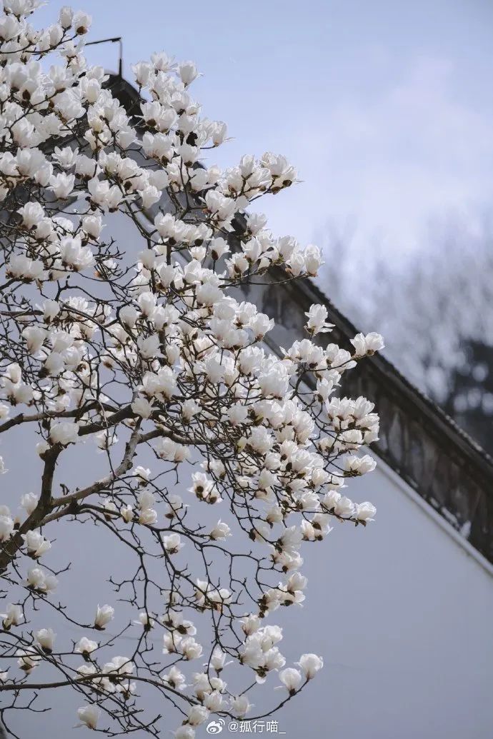 新华全媒+丨春花邂逅古建，花都“种花人”的中式浪漫