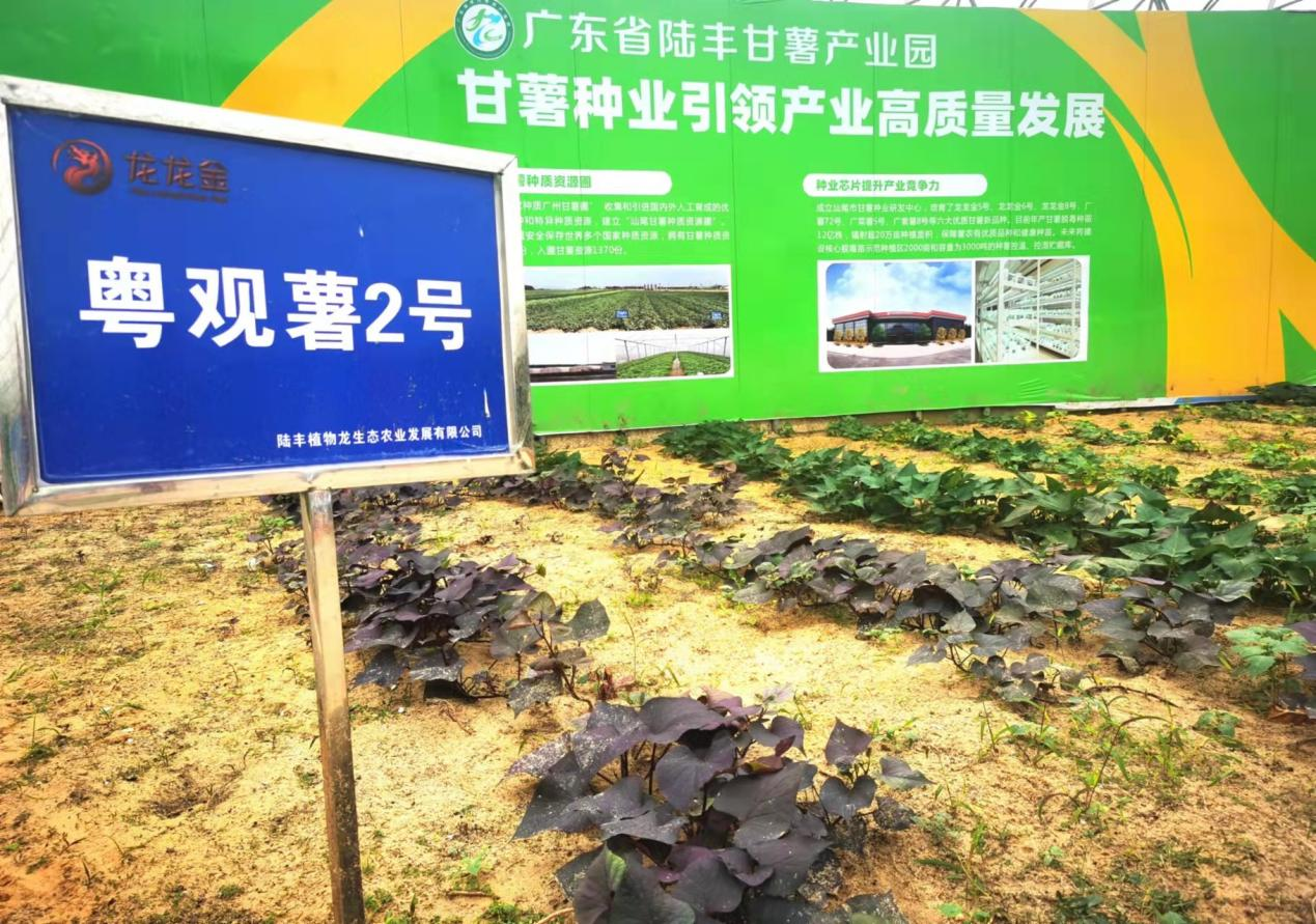 醋化股份：公司以技术安全双引擎筑牢发展根基