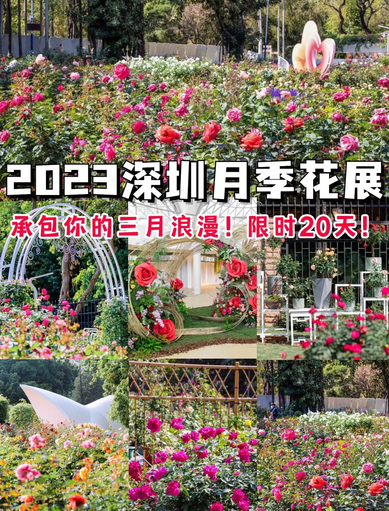 第九届国际月季大会在京开幕 千余种月季亮相